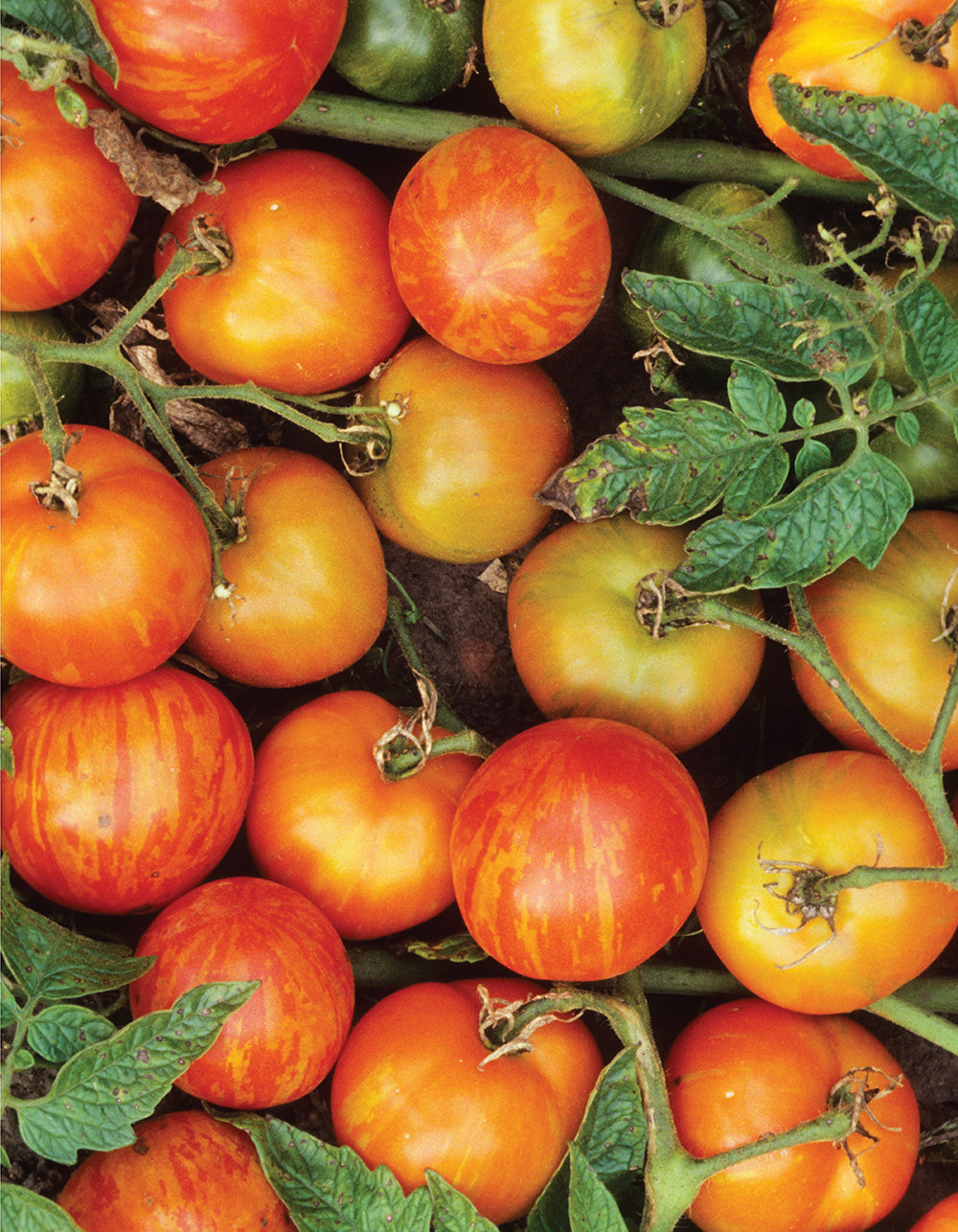 You Bet Your Garden Guide to Growing Great Tomatoes, Second Edition - Fox Chapel Publishing Co.