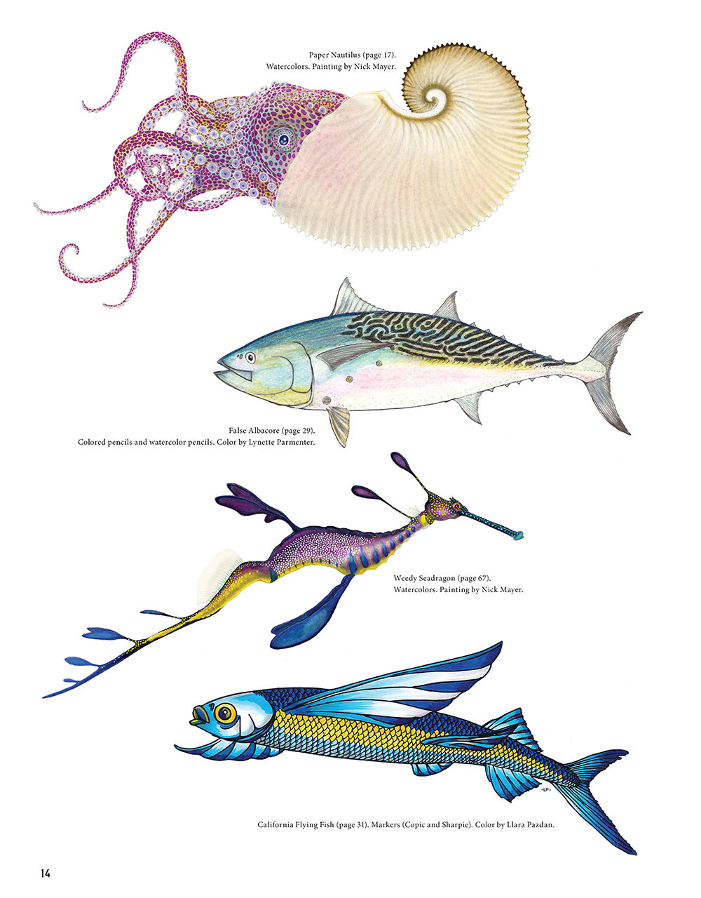 Wild Oceans Coloring Book - Fox Chapel Publishing Co.