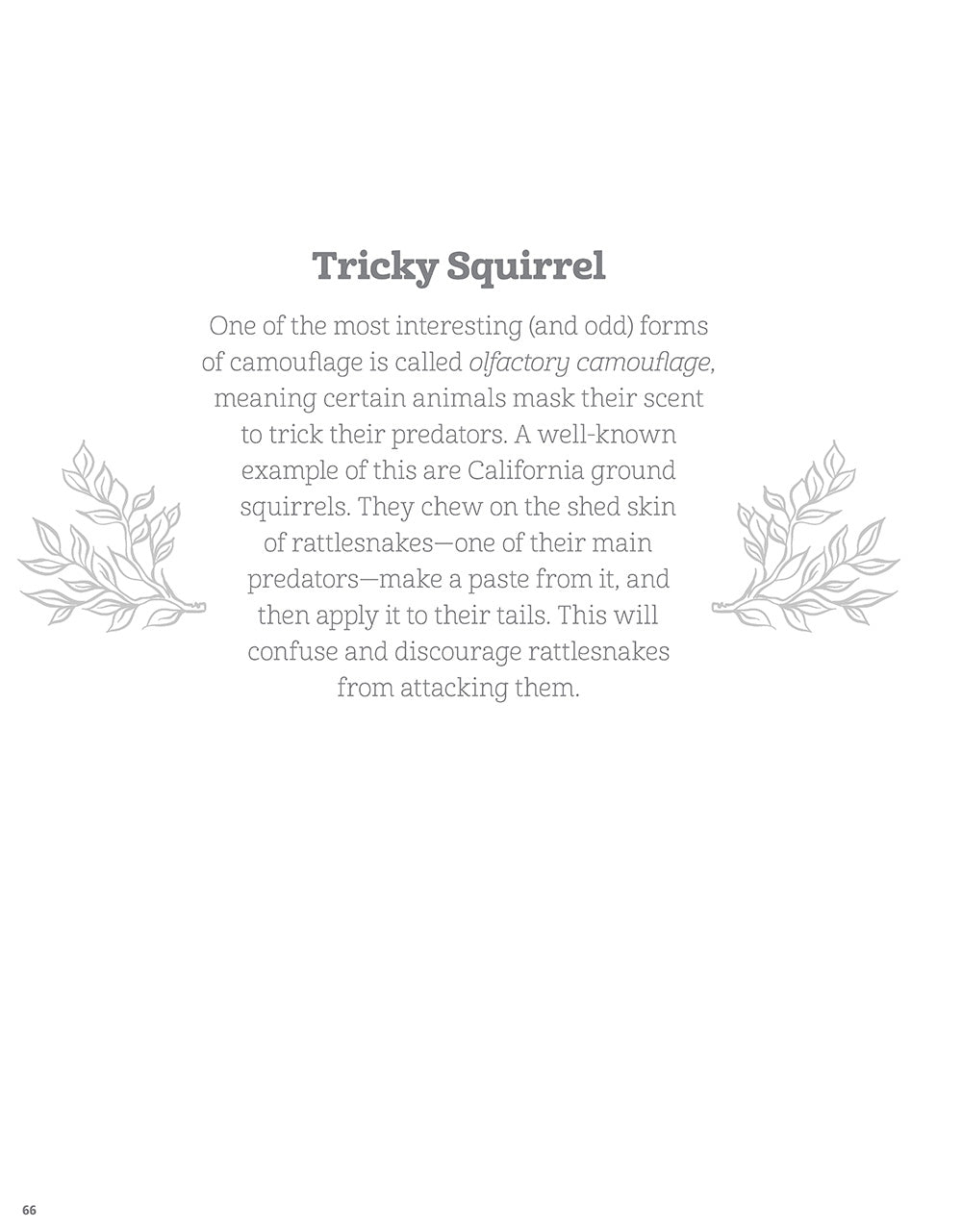 Hidden Animals Coloring Book - Fox Chapel Publishing Co.