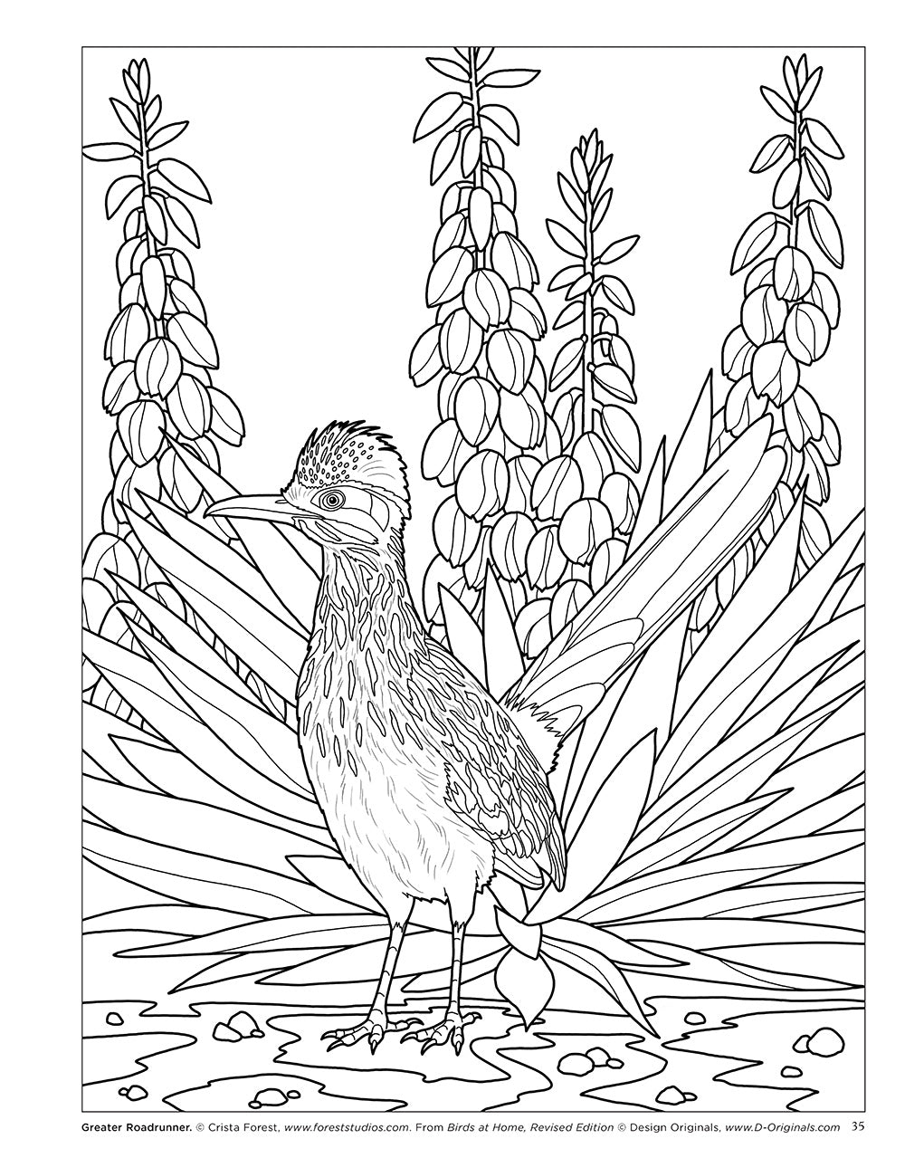 Birds at Home Coloring Book (Revised Edition) - Fox Chapel Publishing Co.