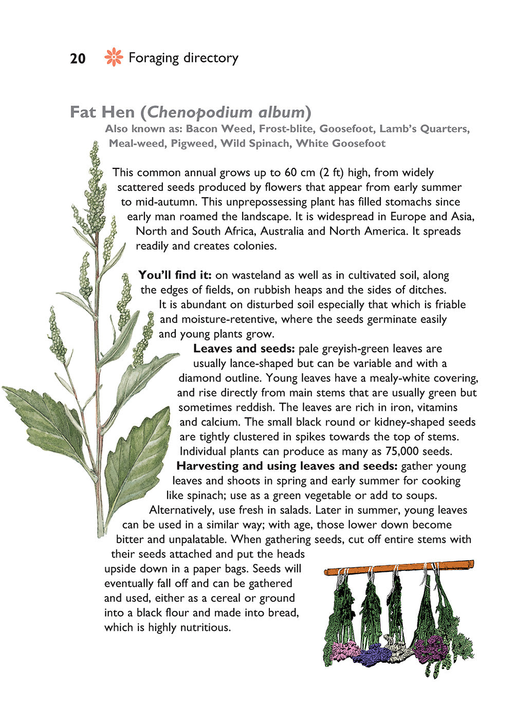 Self-Sufficiency: Foraging for Wild Foods - Fox Chapel Publishing Co.