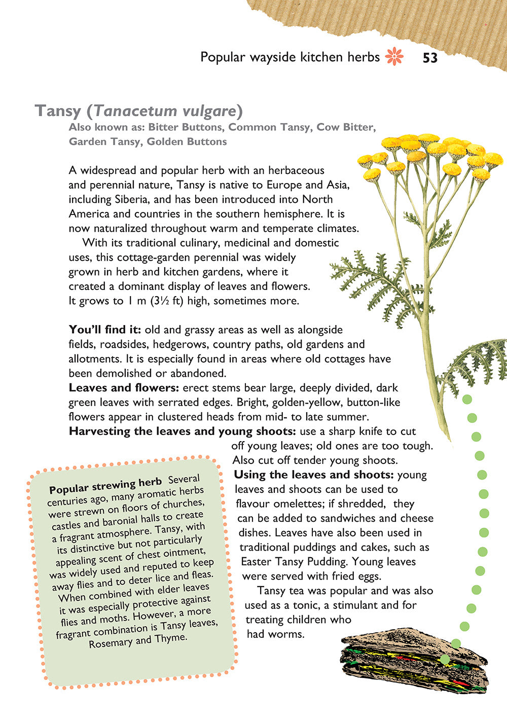 Self-Sufficiency: Foraging for Wild Foods