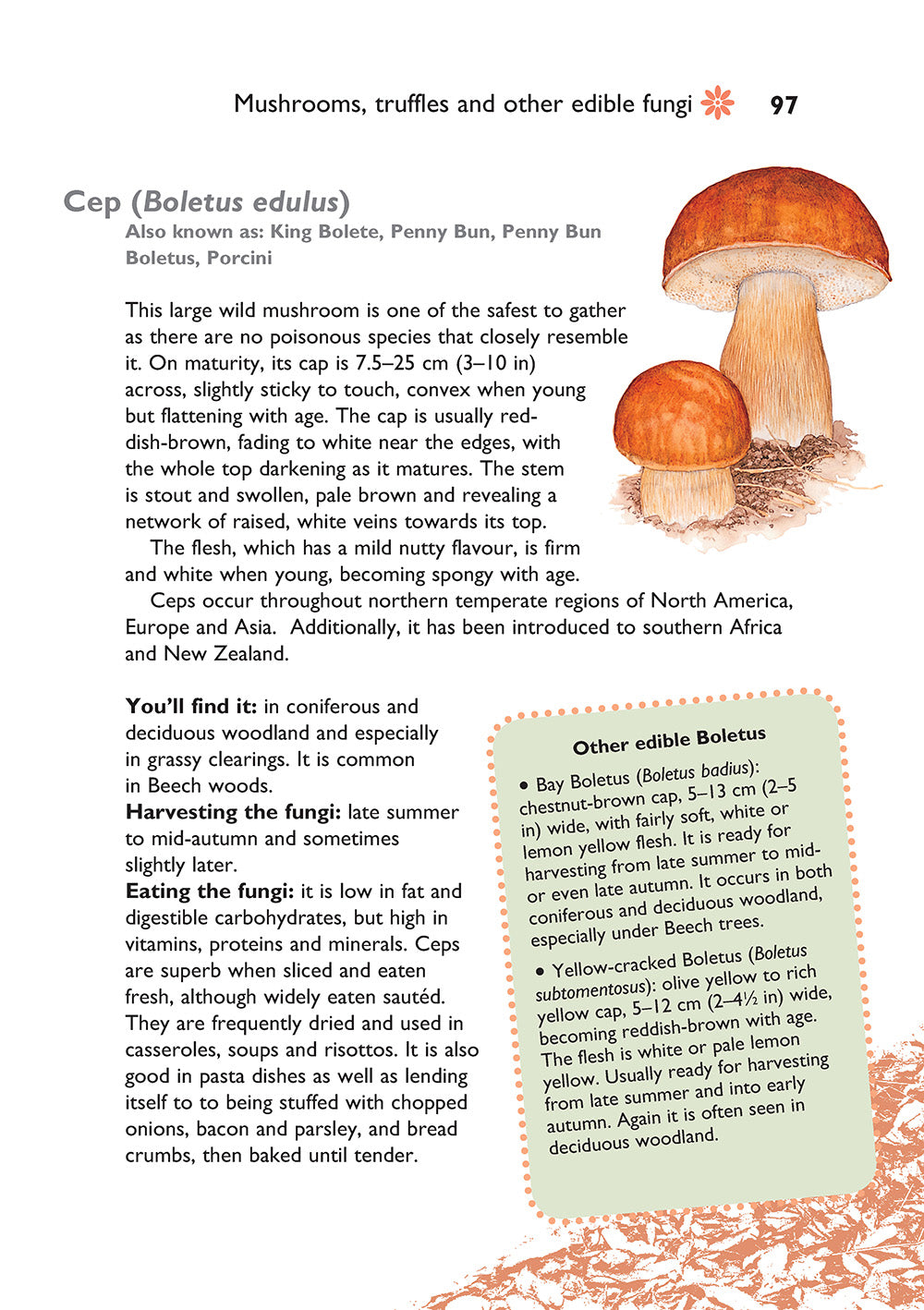 Self-Sufficiency: Foraging for Wild Foods - Fox Chapel Publishing Co.