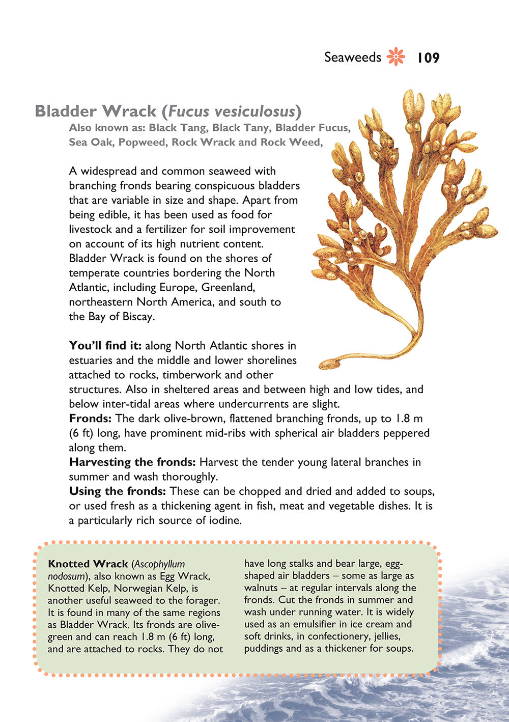 Self-Sufficiency: Foraging for Wild Foods - Fox Chapel Publishing Co.