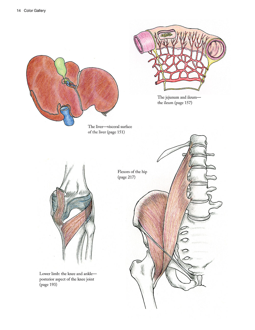 Complete Anatomy Coloring Book, Newly Revised and Updated Edition - Fox Chapel Publishing Co.