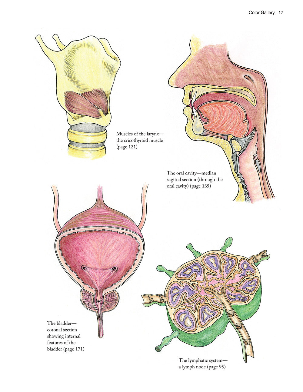 Complete Anatomy Coloring Book, Newly Revised and Updated Edition - Fox Chapel Publishing Co.