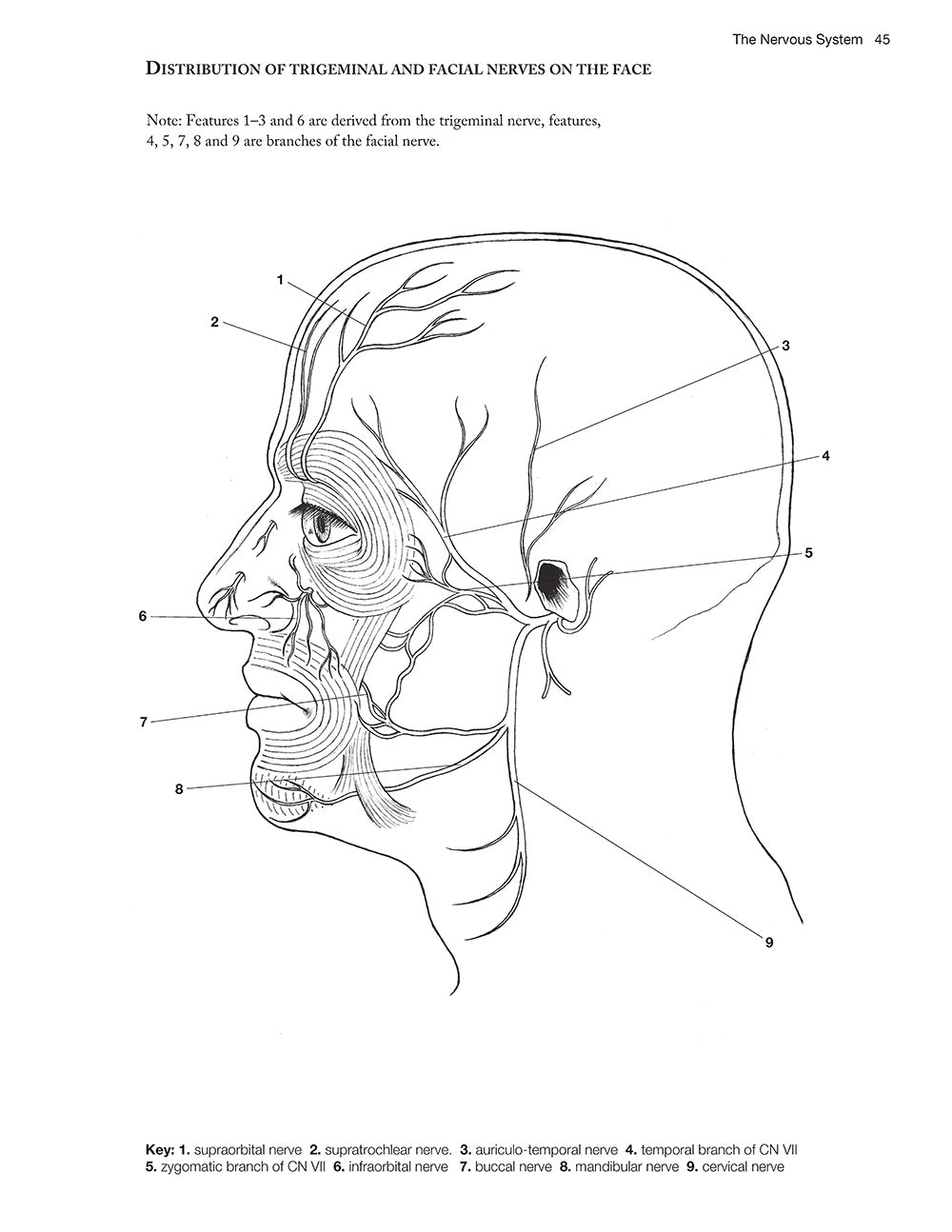 Complete Anatomy Coloring Book, Newly Revised and Updated Edition - Fox Chapel Publishing Co.
