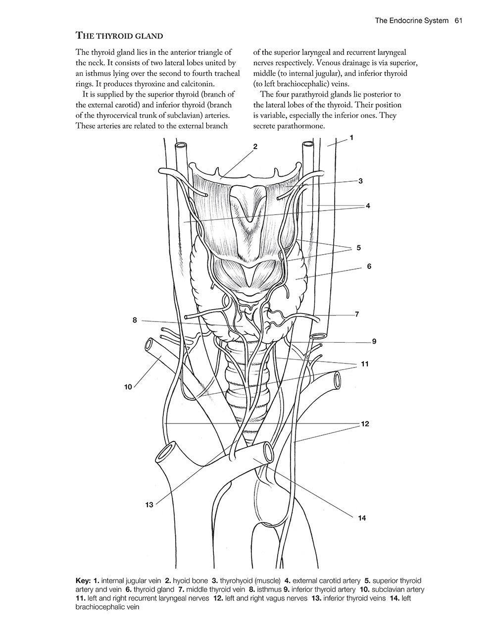Complete Anatomy Coloring Book, Newly Revised and Updated Edition - Fox Chapel Publishing Co.