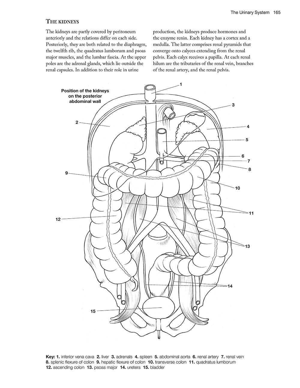Complete Anatomy Coloring Book, Newly Revised and Updated Edition - Fox Chapel Publishing Co.