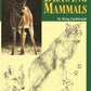 Drawing Mammals