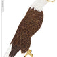 Illustrated Bald Eagle