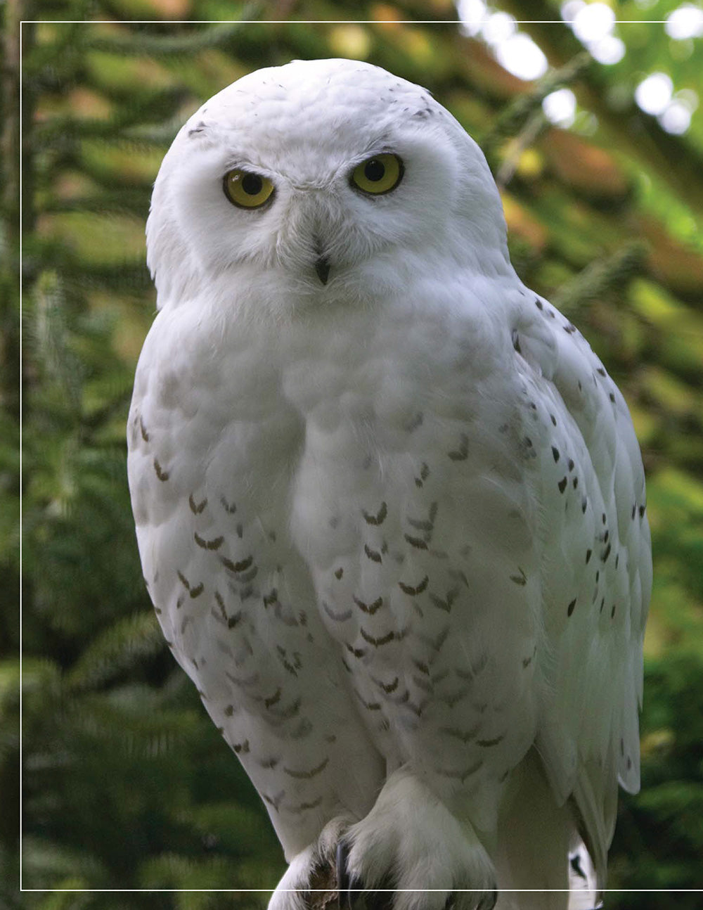 Illustrated Owl: Screech & Snowy - Fox Chapel Publishing Co.