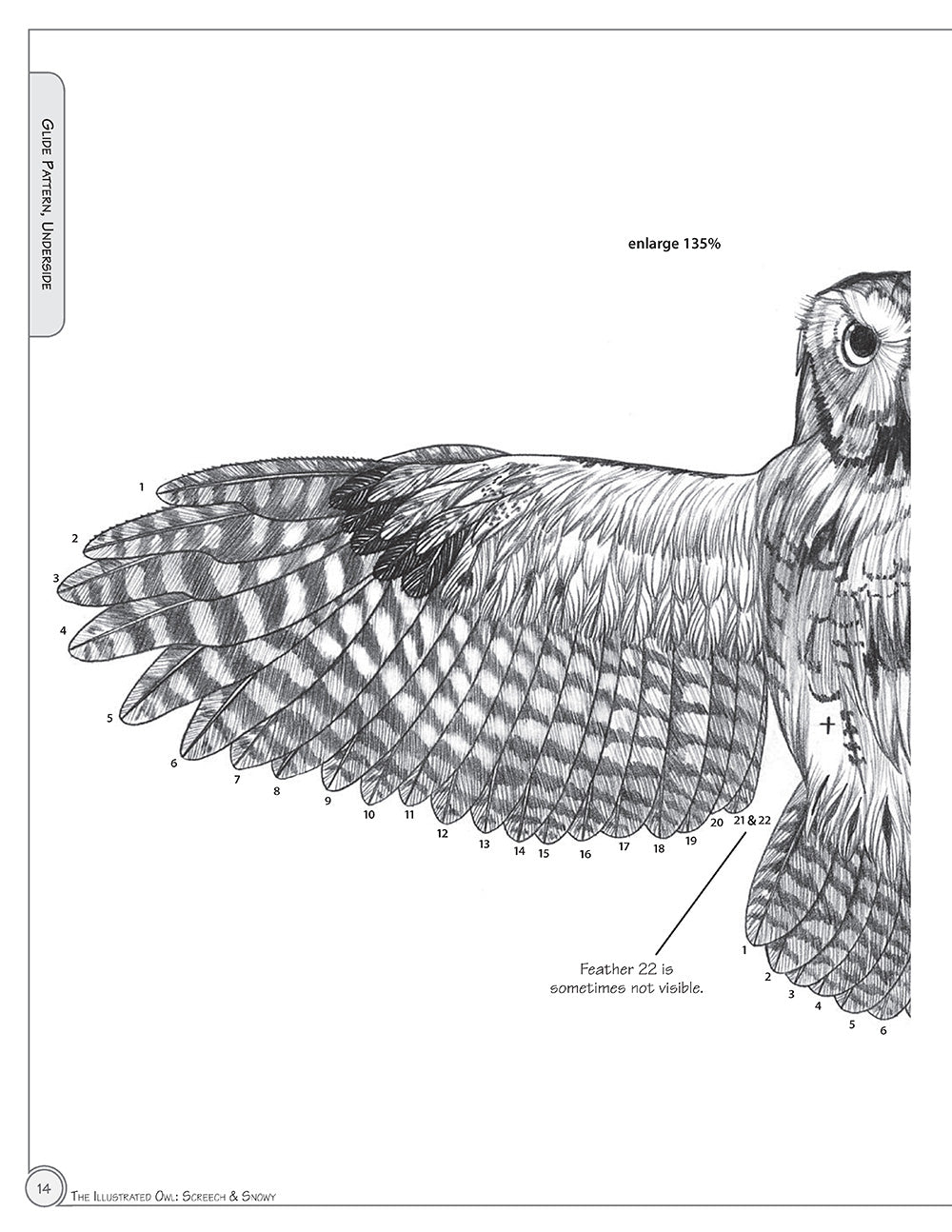 Illustrated Owl: Screech & Snowy - Fox Chapel Publishing Co.