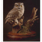 Illustrated Owl: Screech & Snowy