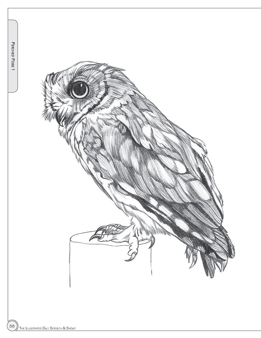 Illustrated Owl: Screech & Snowy - Fox Chapel Publishing Co.