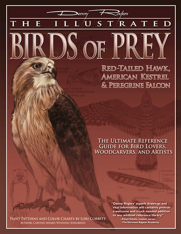 Illustrated Birds of Prey: Red-Tailed Hawk, American Kestral, & Peregrine Falcon