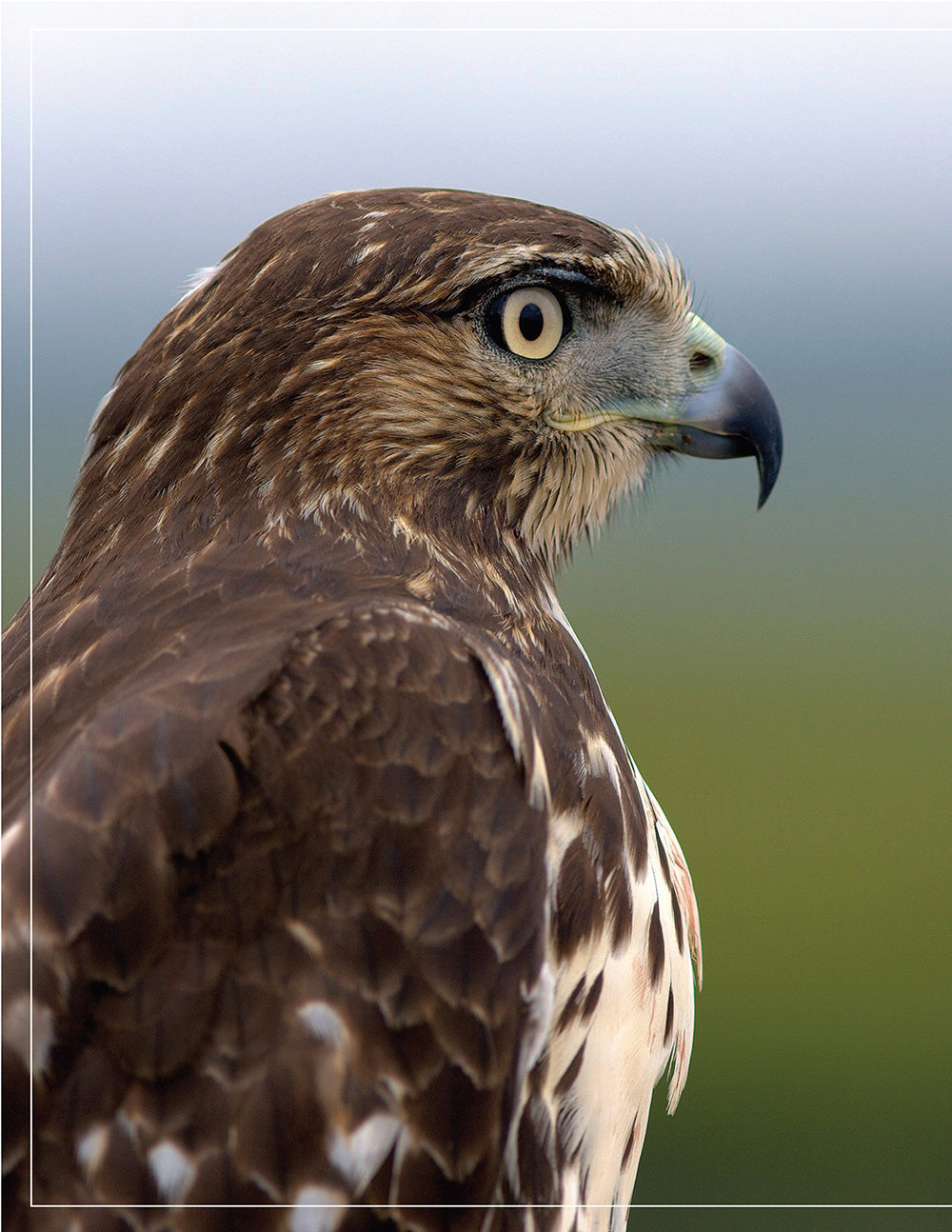 Illustrated Birds of Prey: Red-Tailed Hawk, American Kestral, & Peregrine Falcon