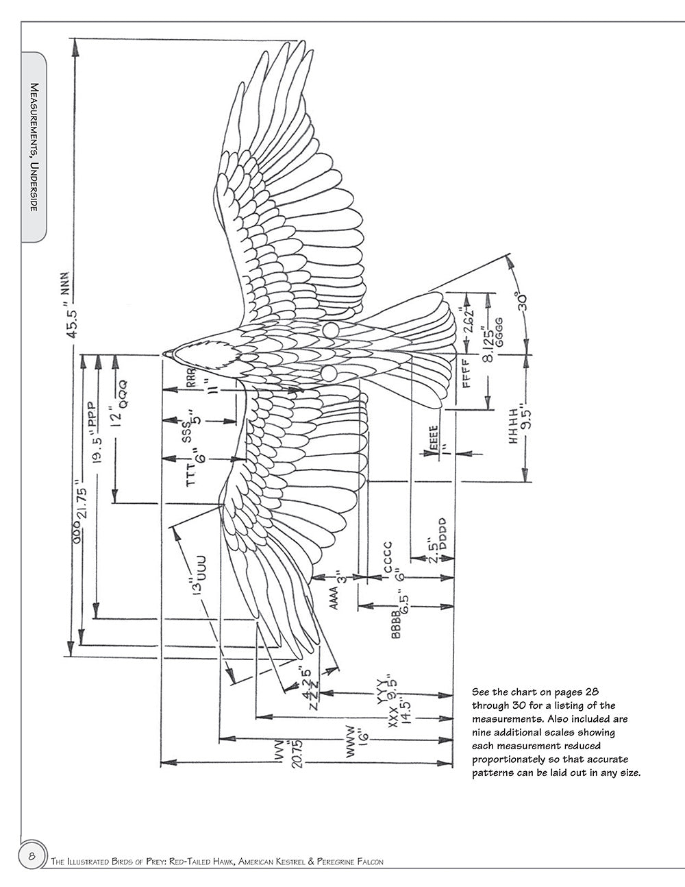 Illustrated Birds of Prey: Red-Tailed Hawk, American Kestral, & Peregrine Falcon