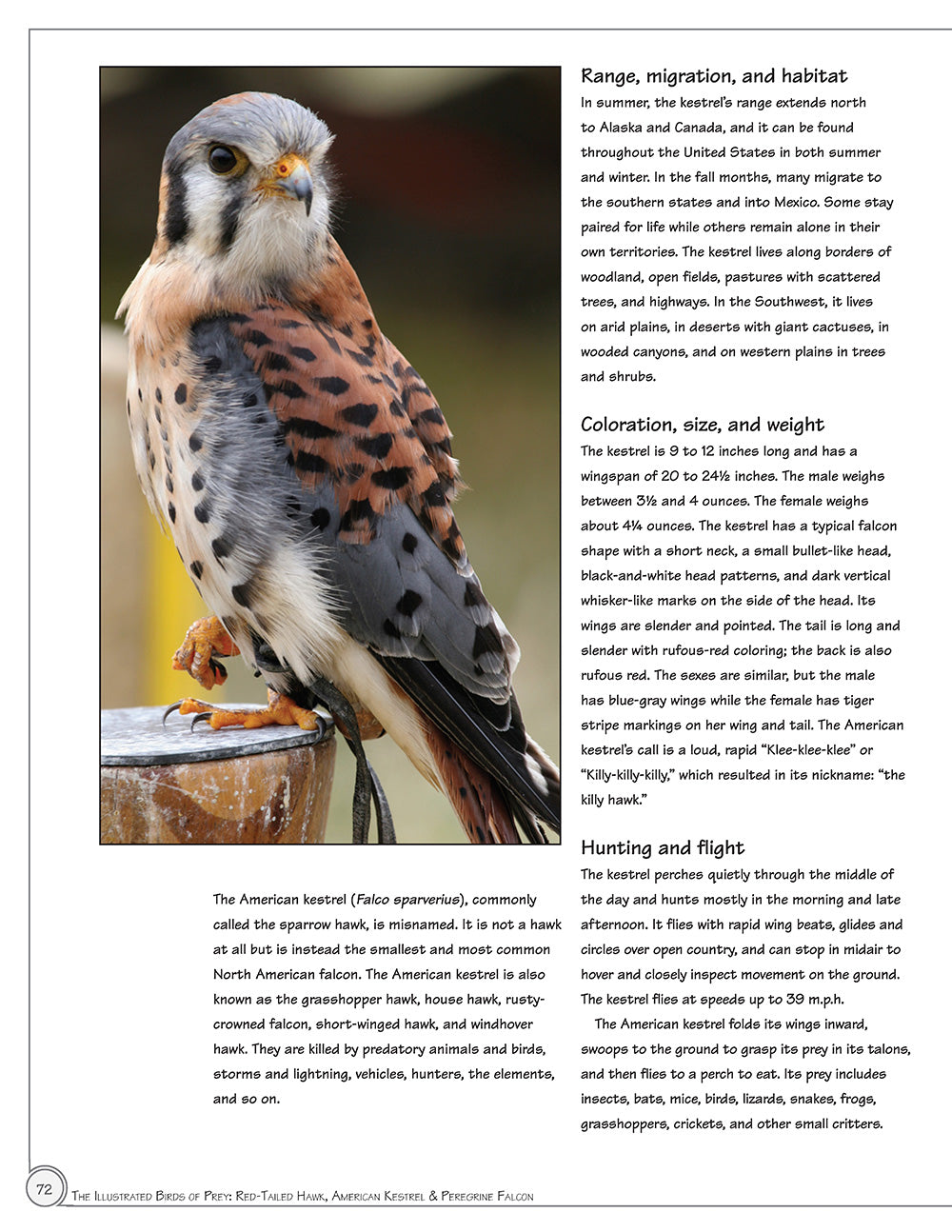 Illustrated Birds of Prey: Red-Tailed Hawk, American Kestral, & Peregrine Falcon