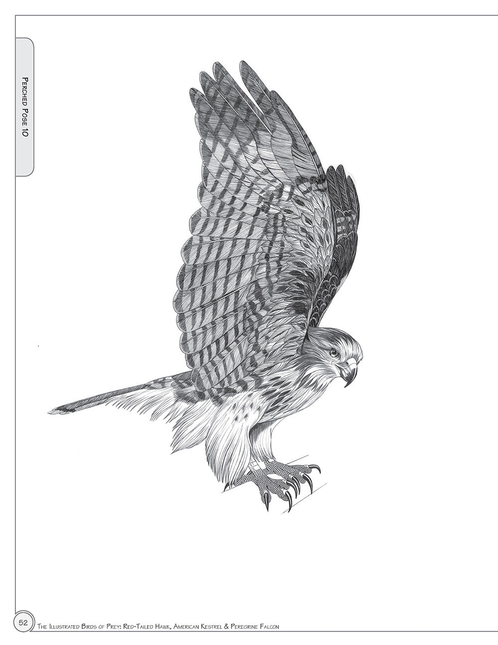 Illustrated Birds of Prey: Red-Tailed Hawk, American Kestral, & Peregrine Falcon