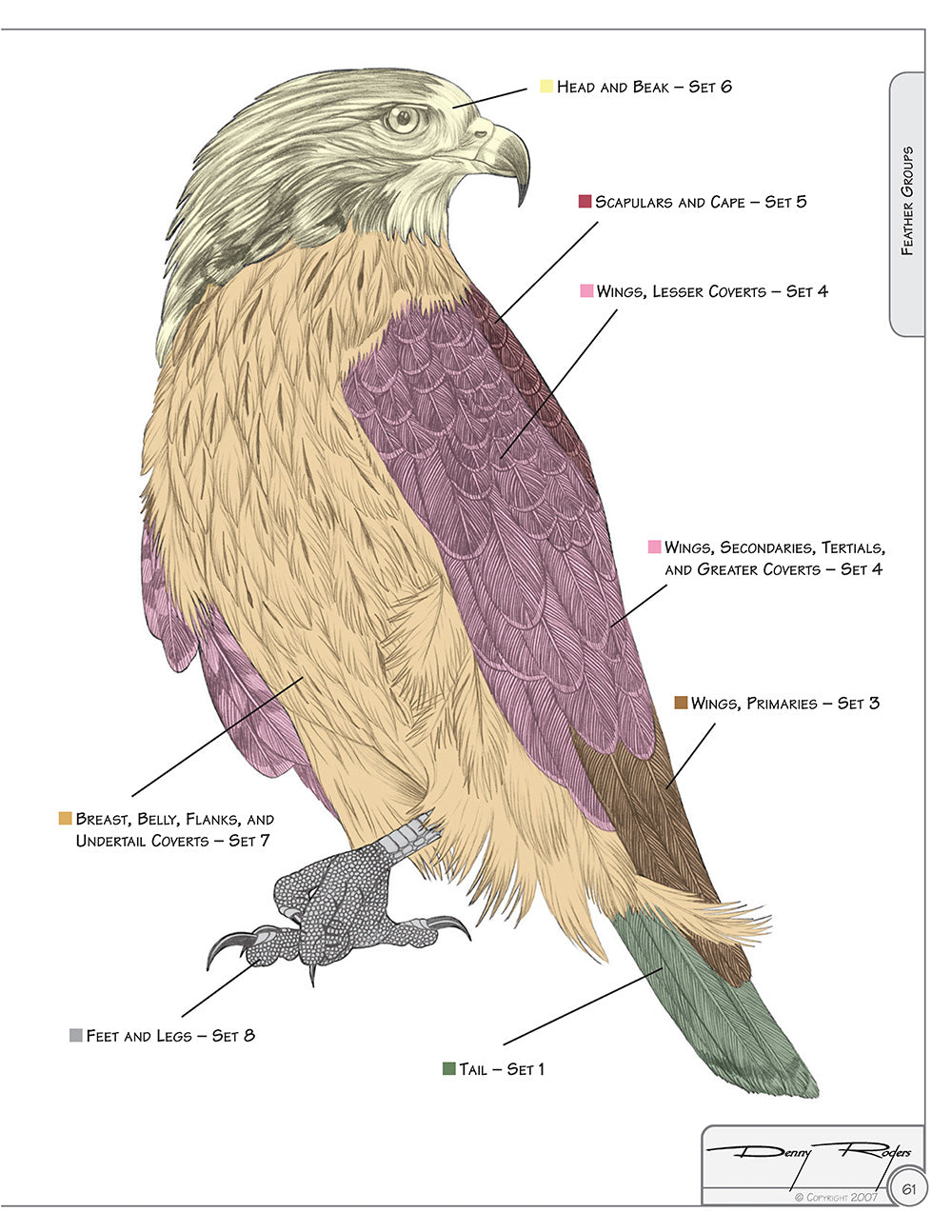 Illustrated Birds of Prey: Red-Tailed Hawk, American Kestral, & Peregrine Falcon