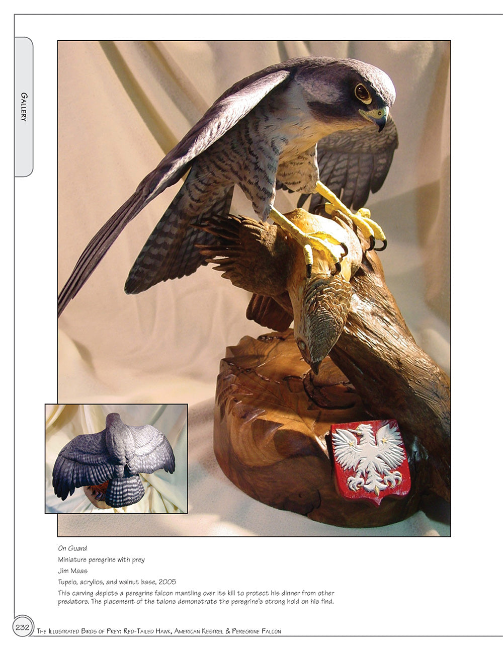 Illustrated Birds of Prey: Red-Tailed Hawk, American Kestral, & Peregrine Falcon