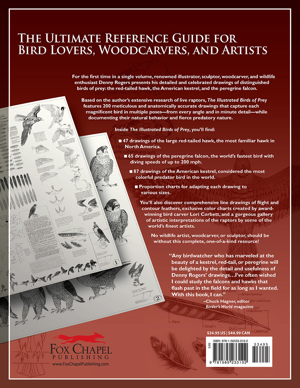 Illustrated Birds of Prey: Red-Tailed Hawk, American Kestral, & Peregrine Falcon - Fox Chapel Publishing Co.