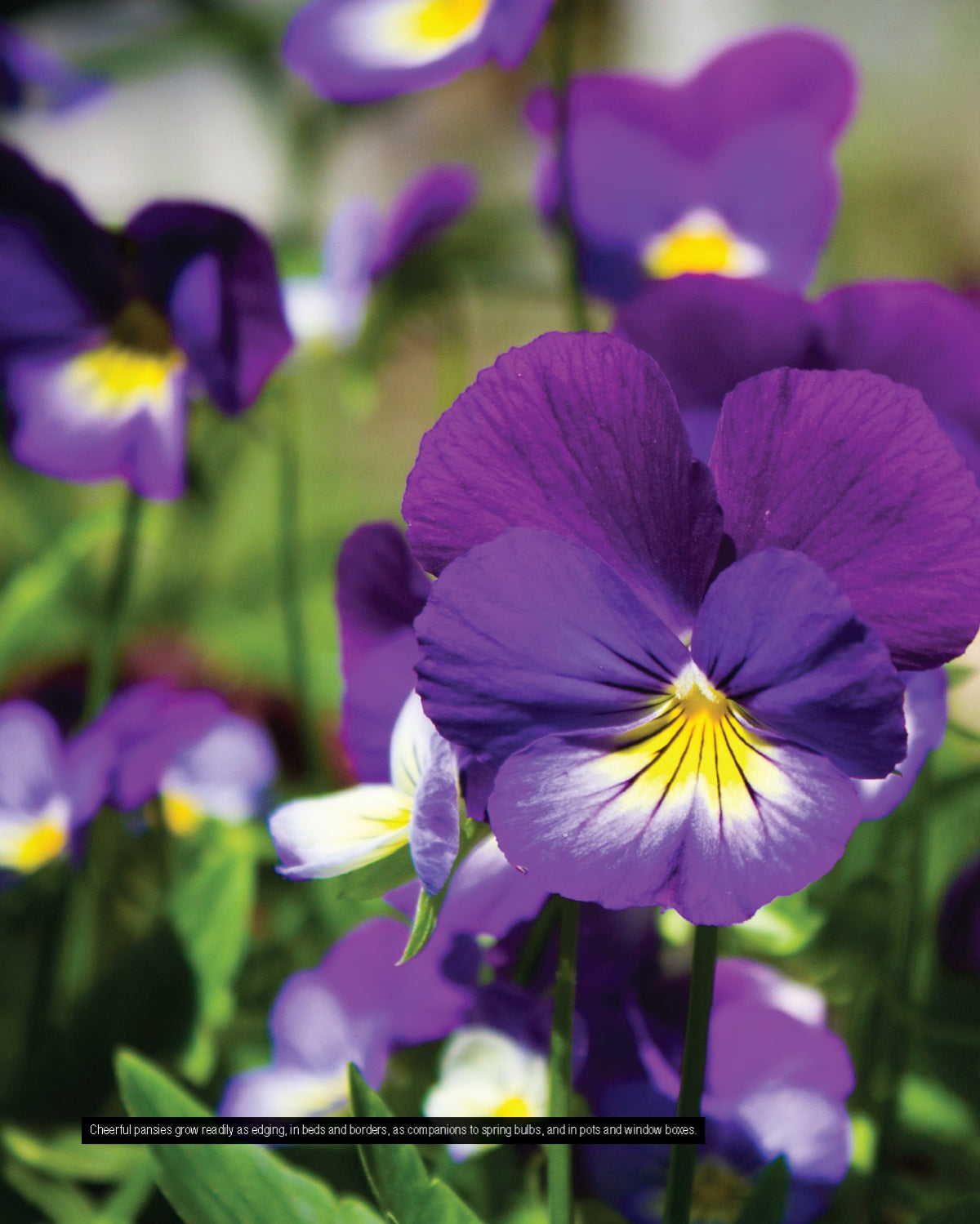 Annuals, Perennials, and Bulbs - Fox Chapel Publishing Co.