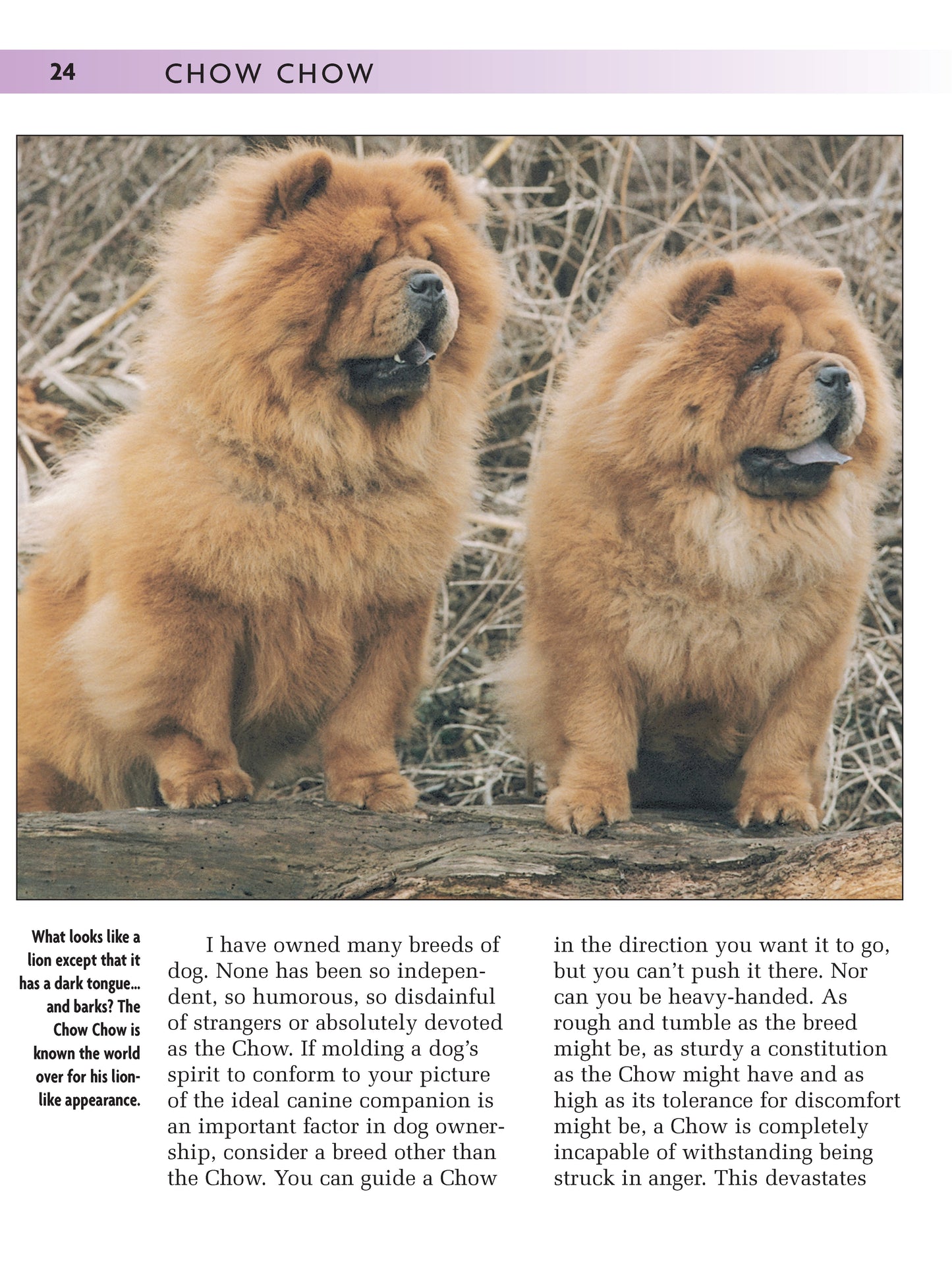 Chow Chow