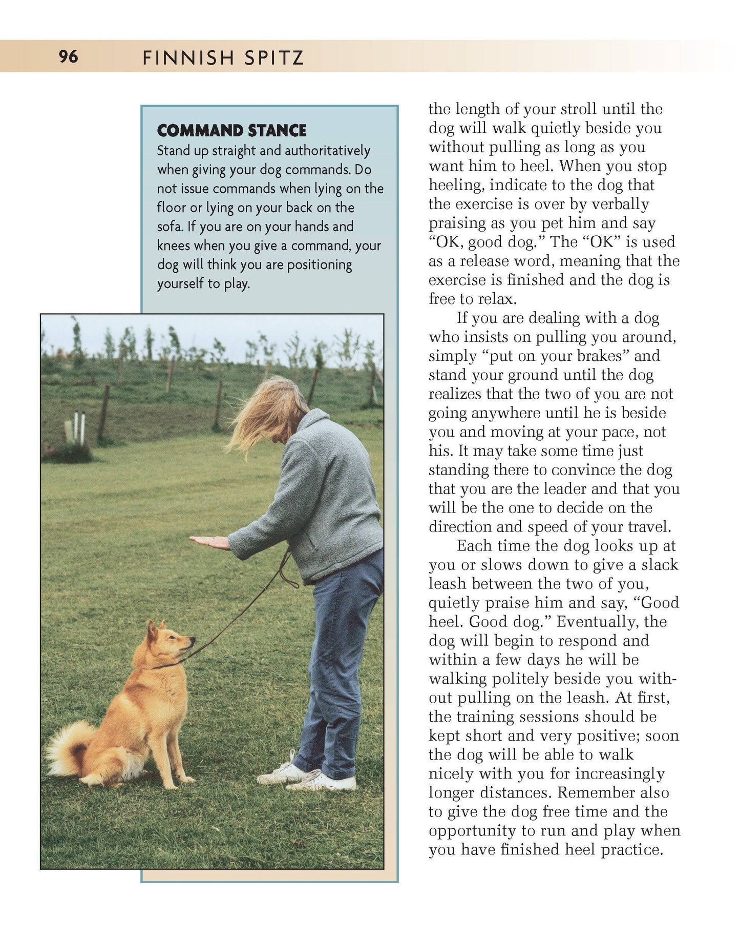 Finnish Spitz