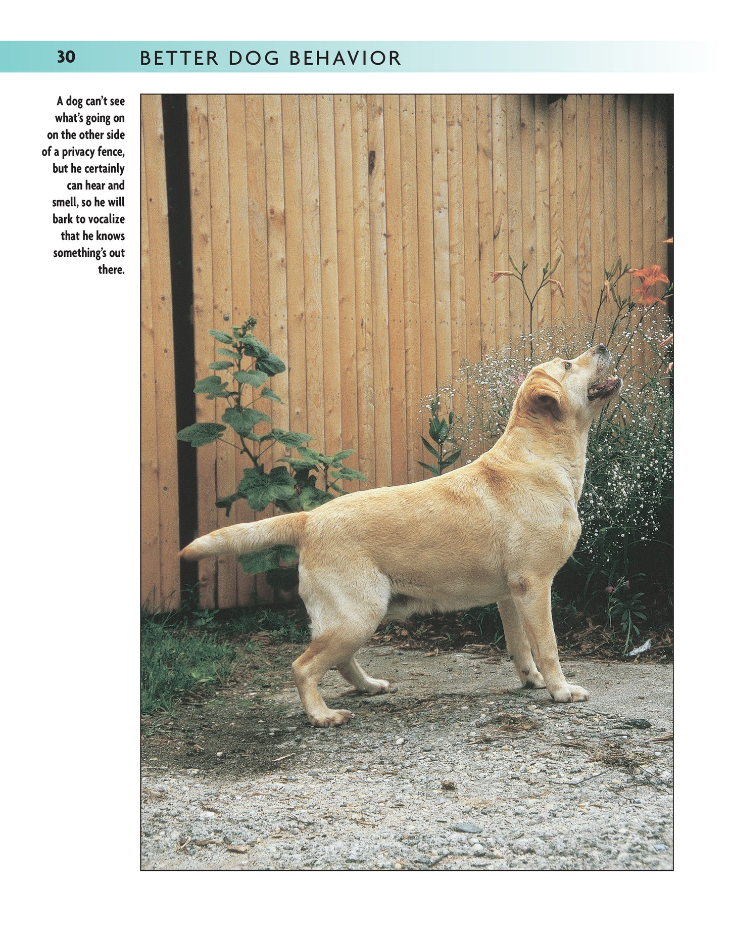 Better Dog Behavior and Training - Fox Chapel Publishing Co.