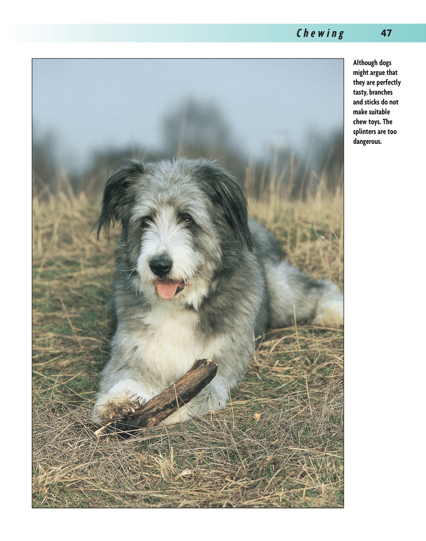 Better Dog Behavior and Training - Fox Chapel Publishing Co.