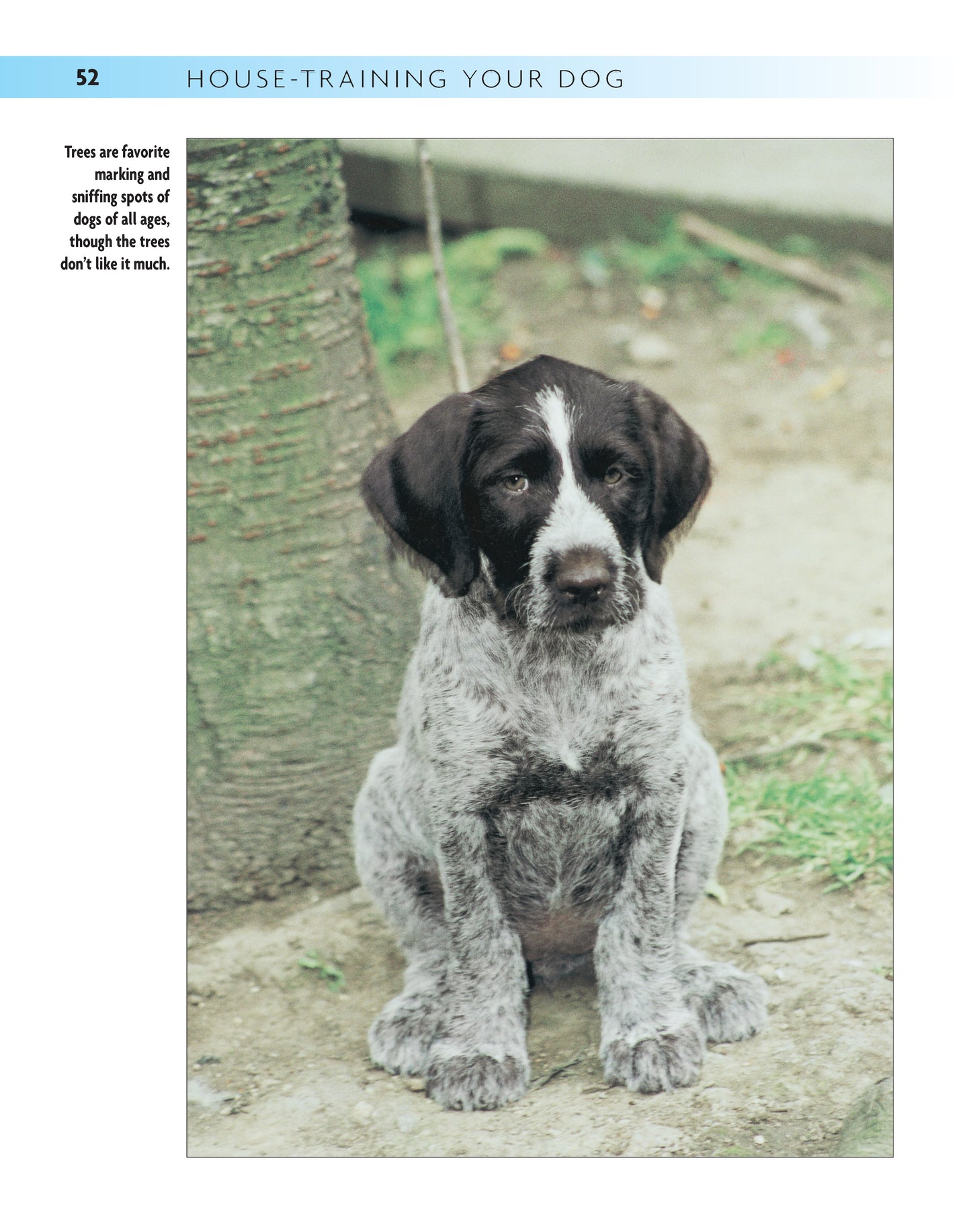 House-training Your Dog - Fox Chapel Publishing Co.