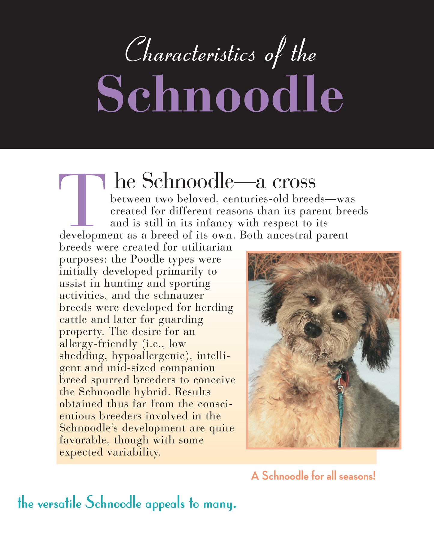 Schnoodle