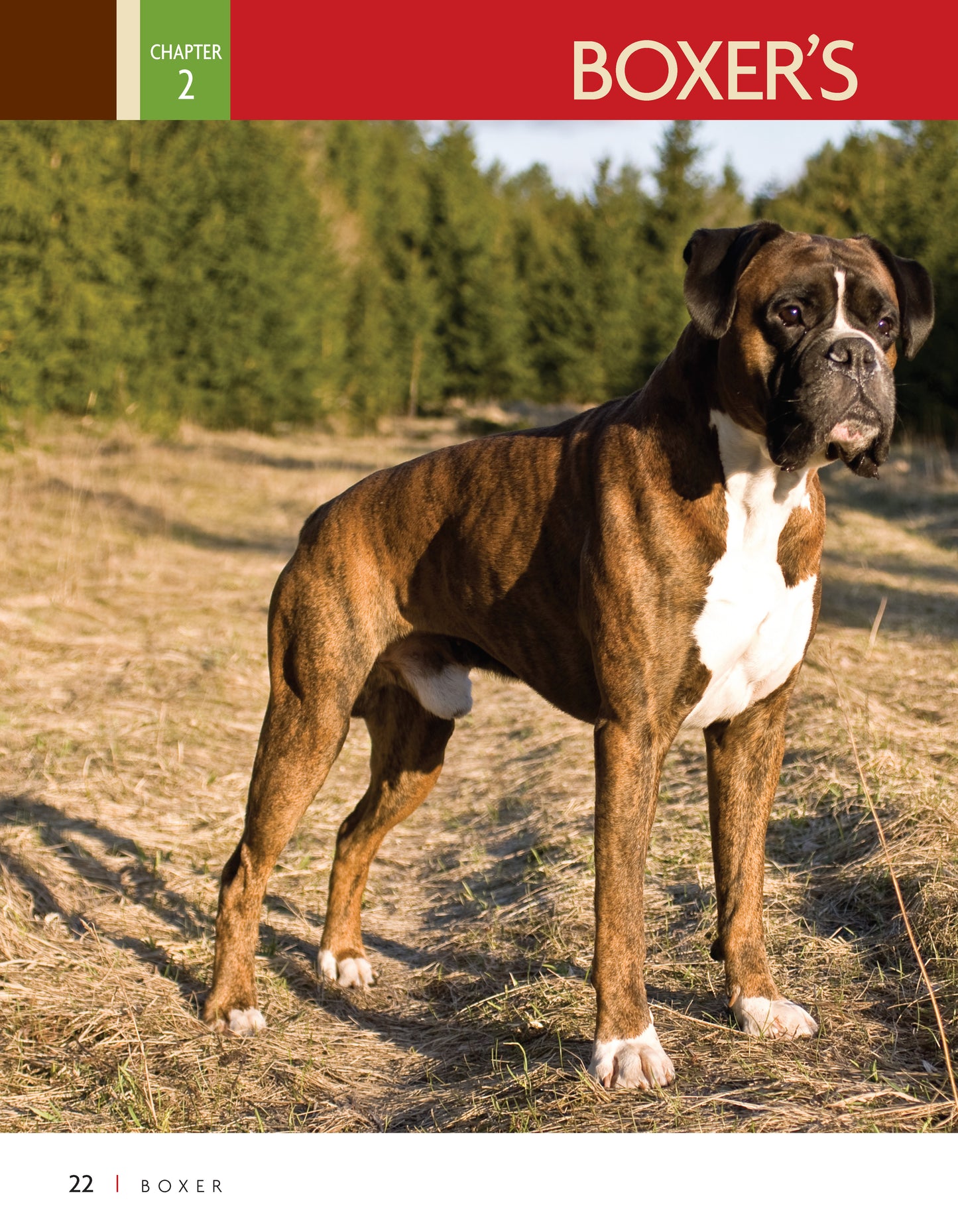 Boxer