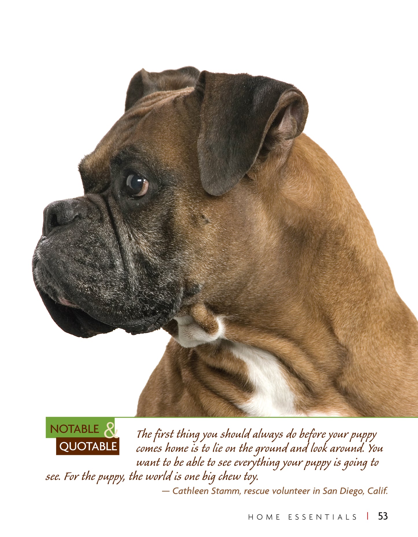 Boxer