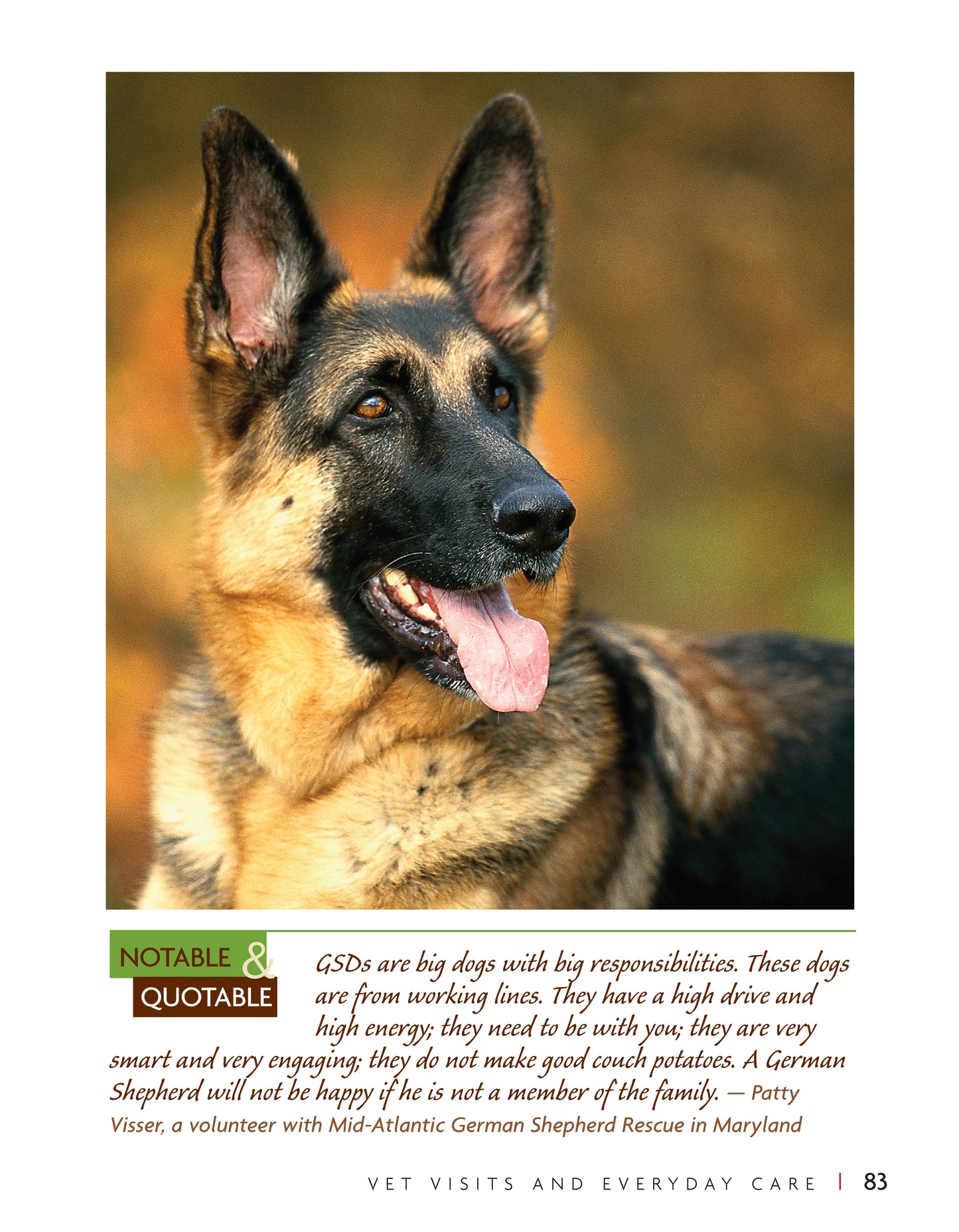 German Shepherd Dog