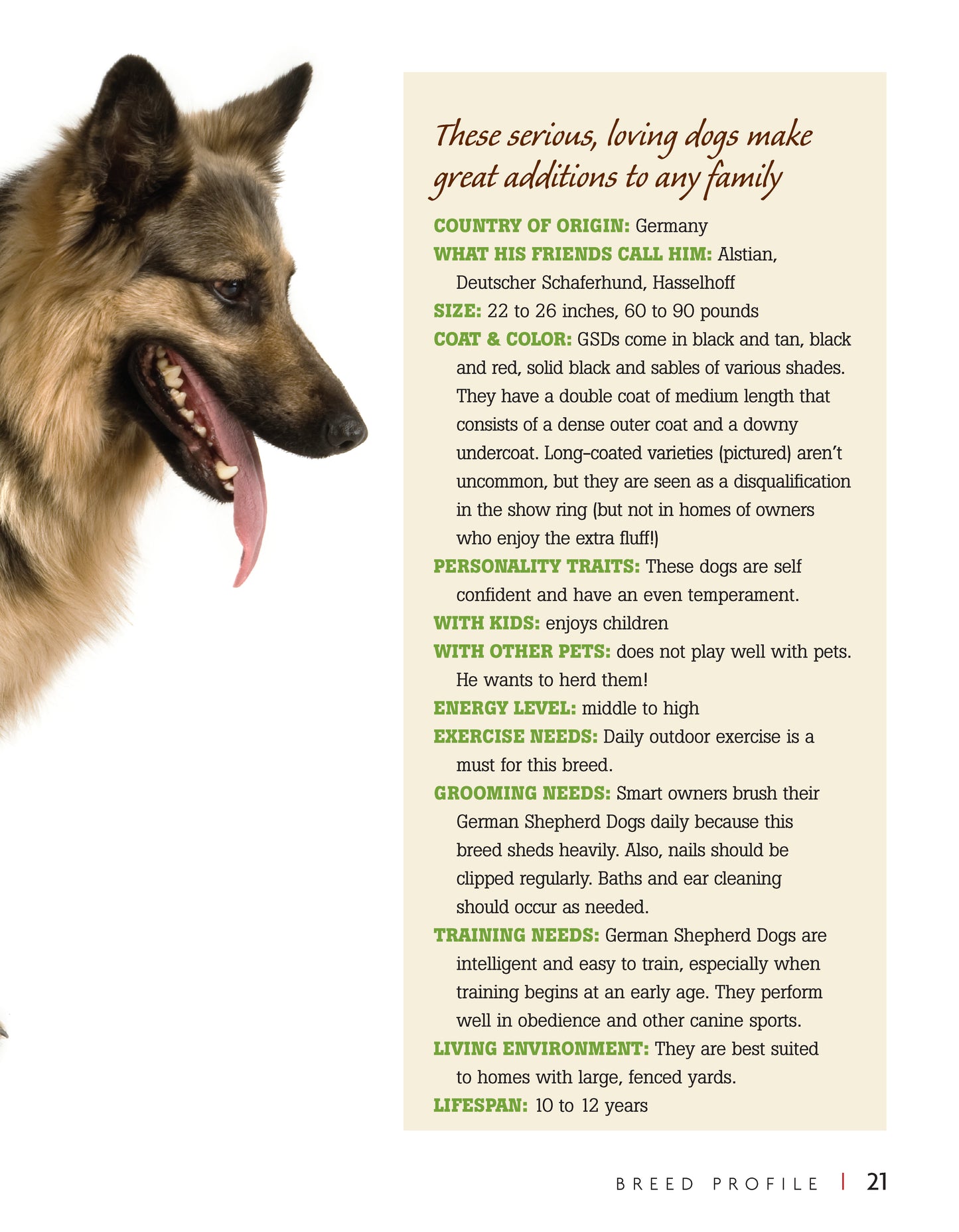 German Shepherd Dog