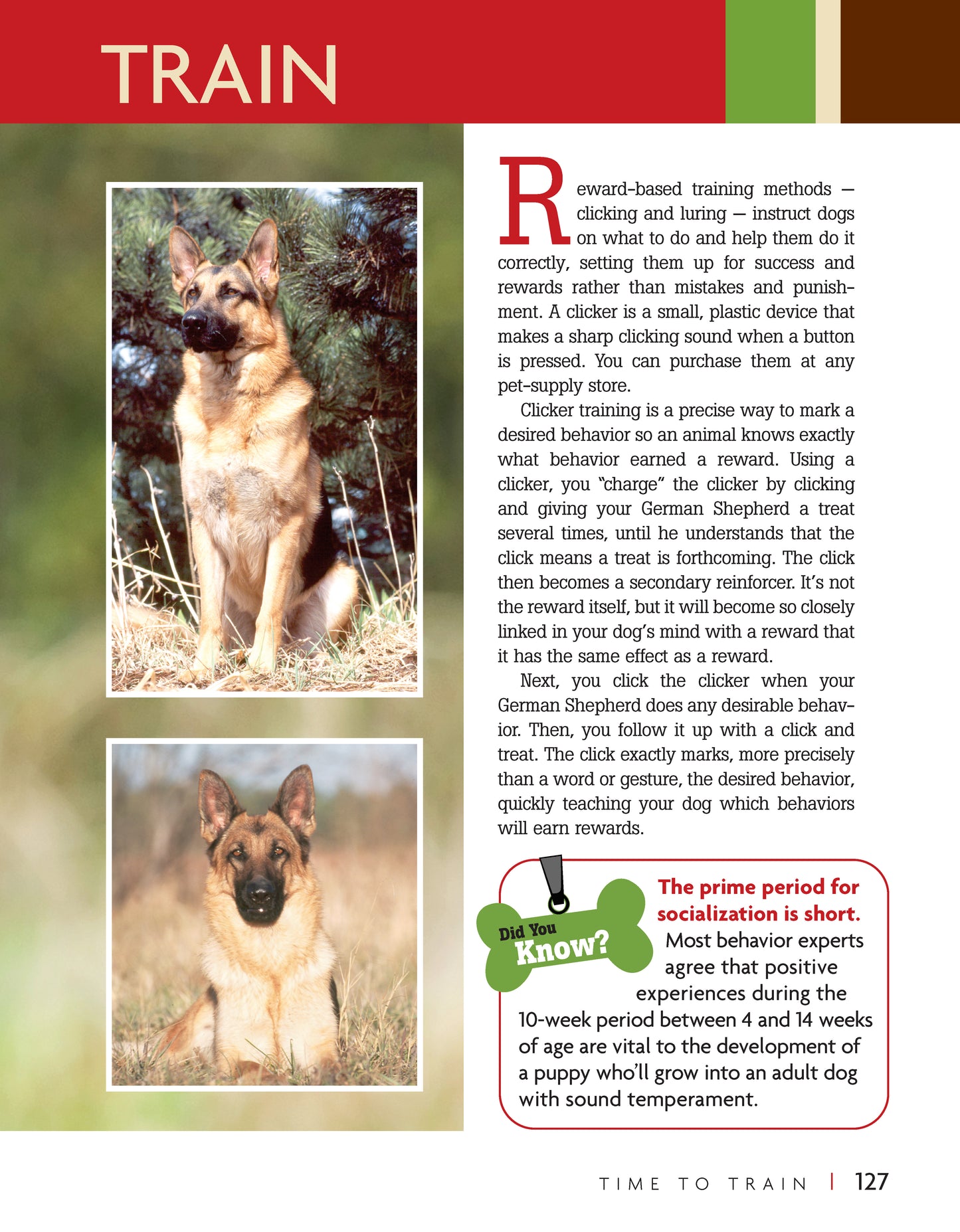 German Shepherd Dog