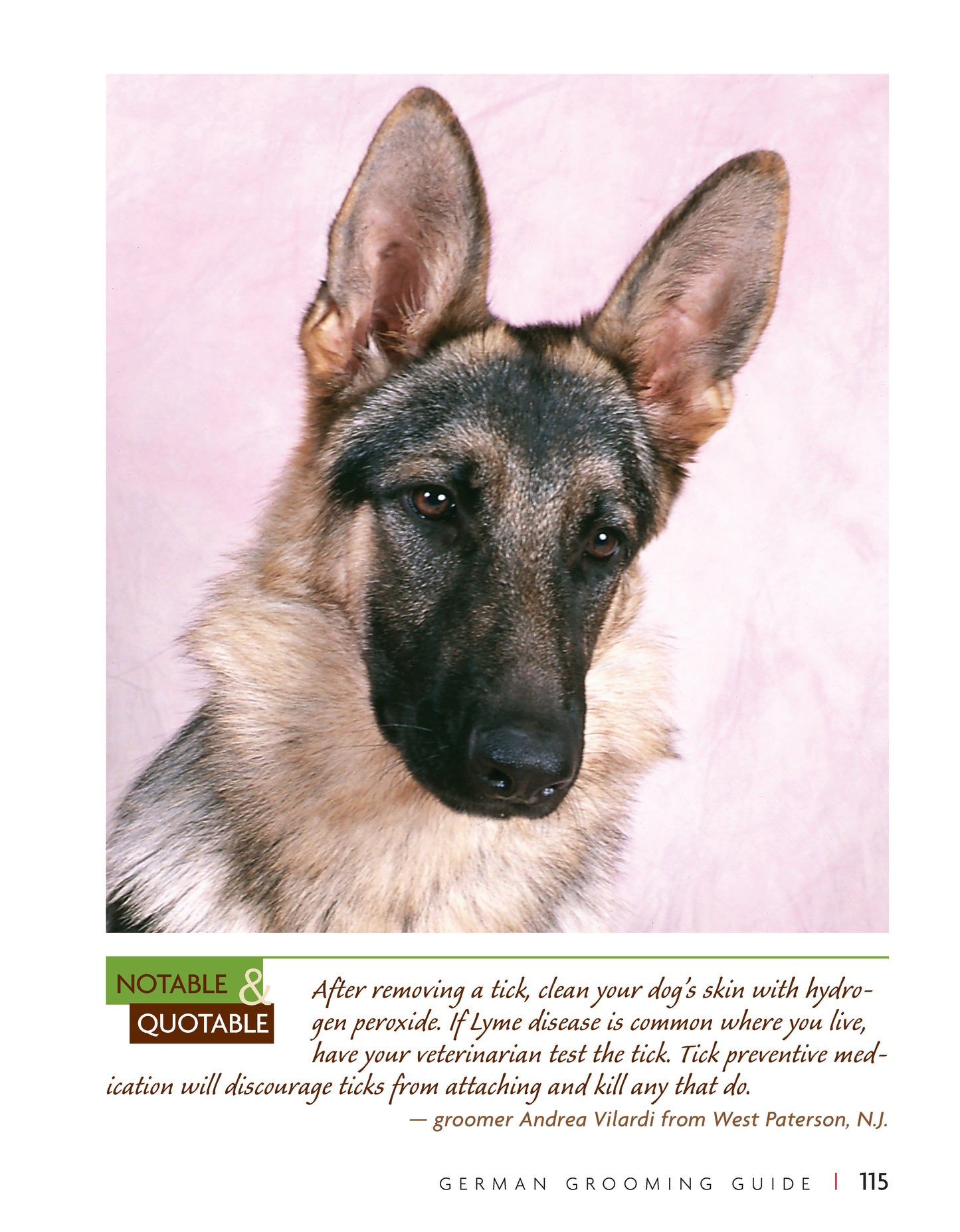 German Shepherd Dog