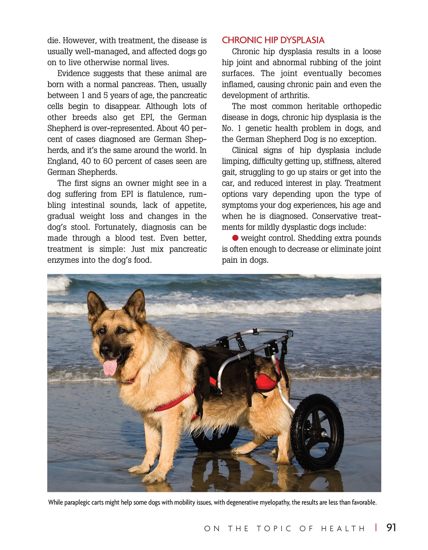 German Shepherd Dog