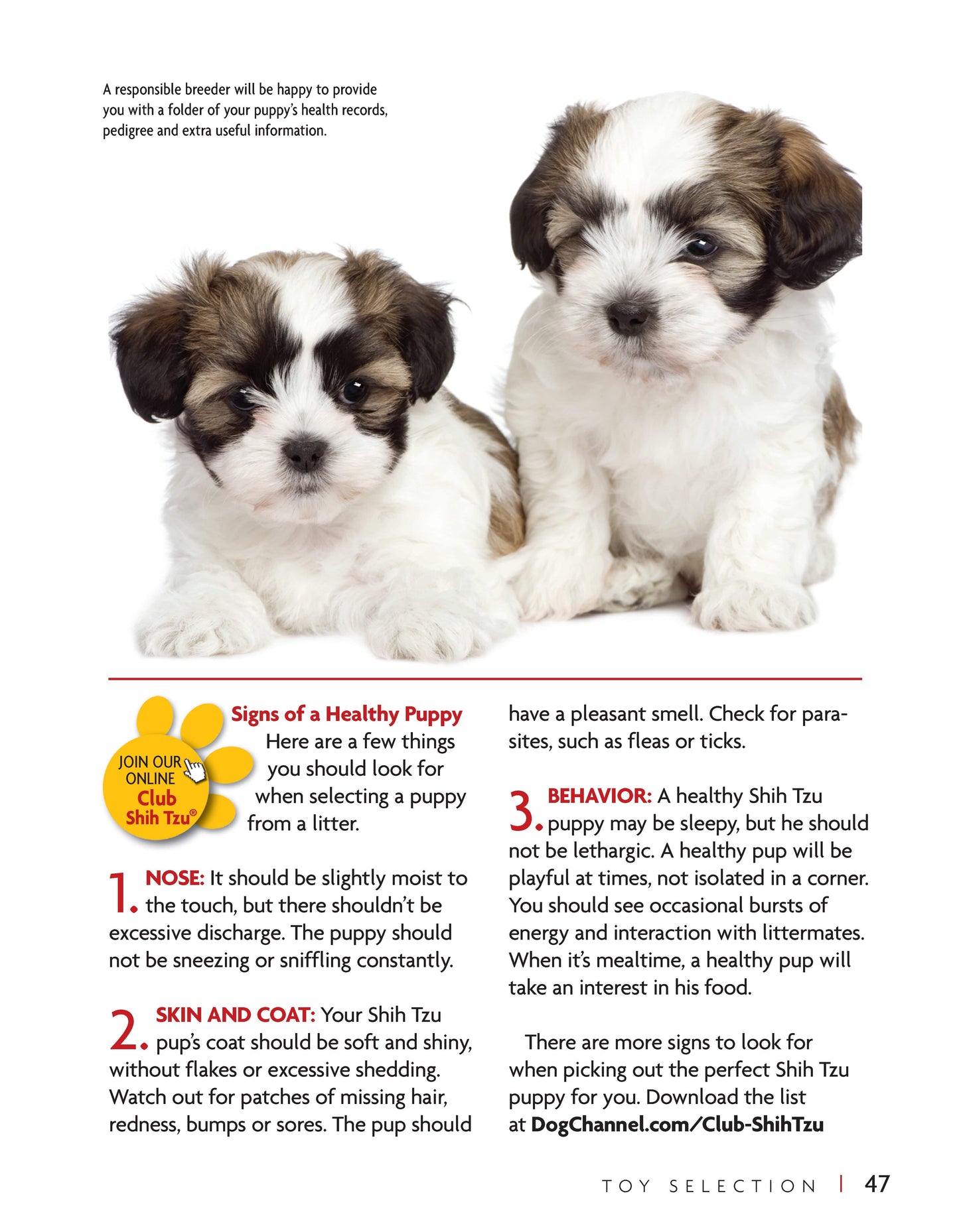 Shih Tzu