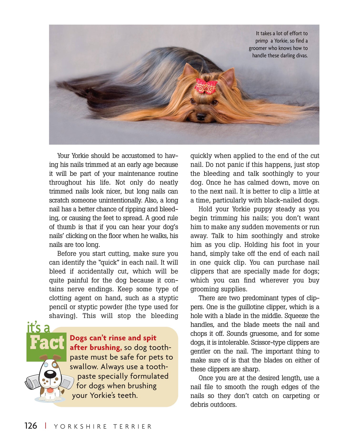 Yorkshire Terrier