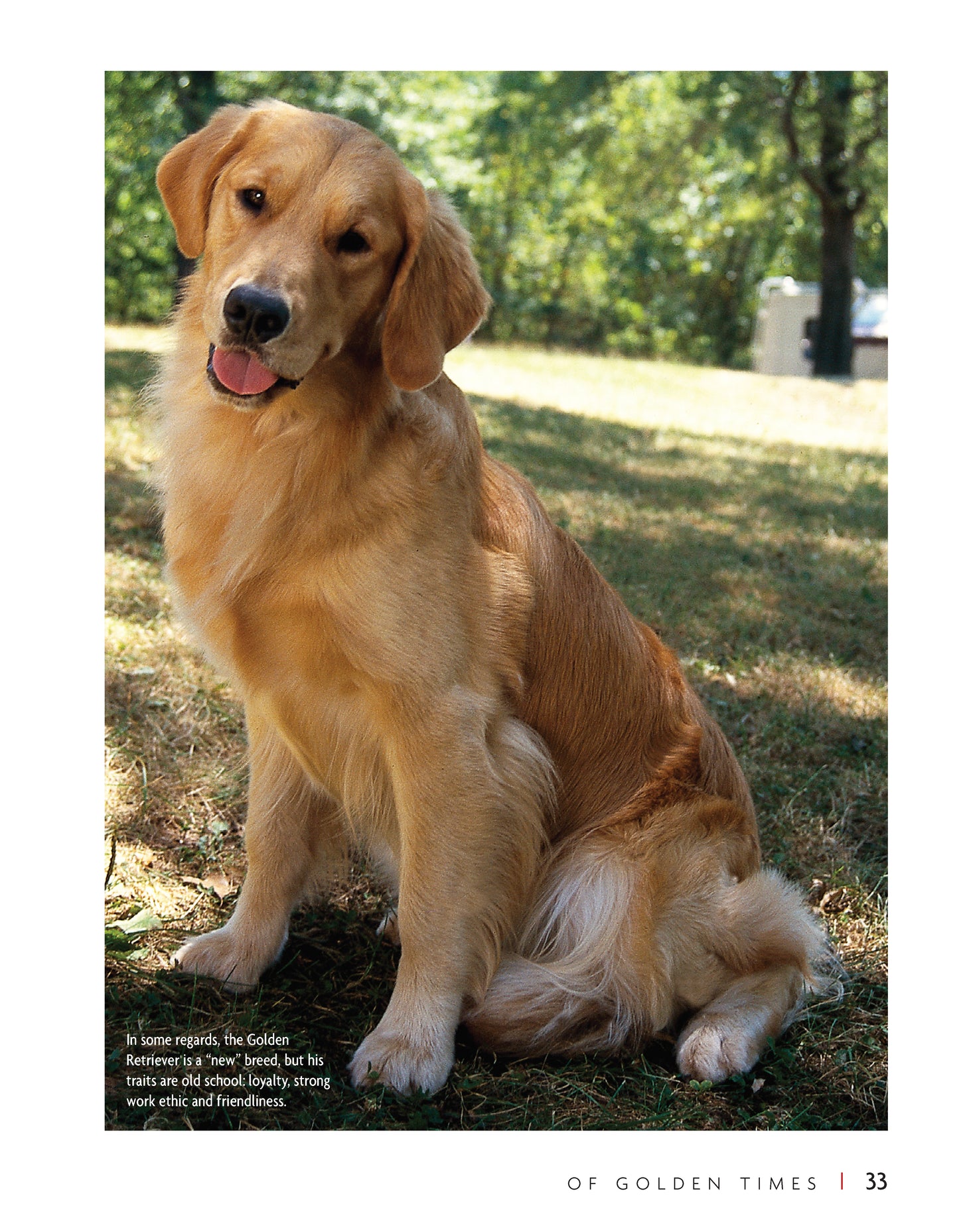 Golden Retriever
