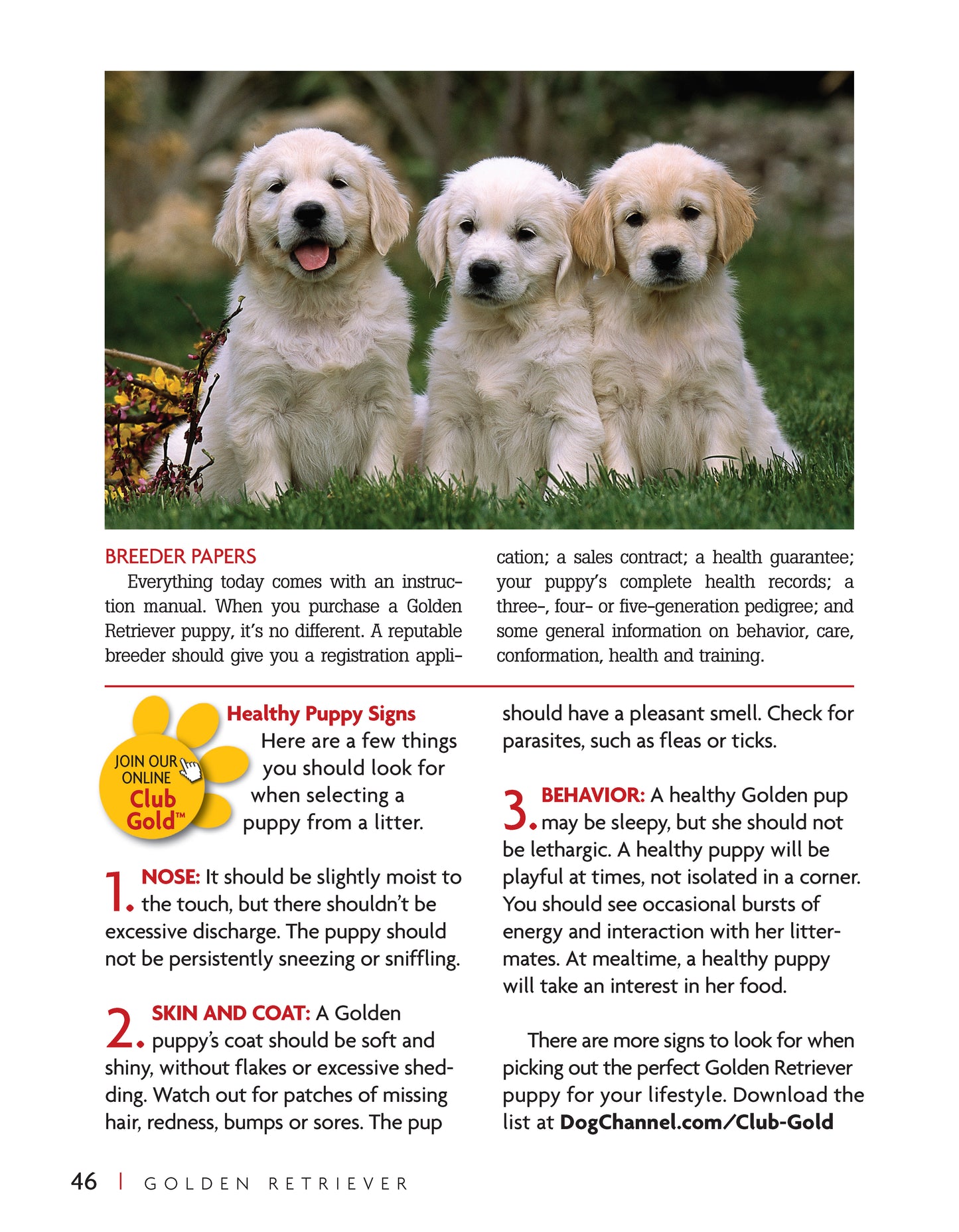 Golden Retriever