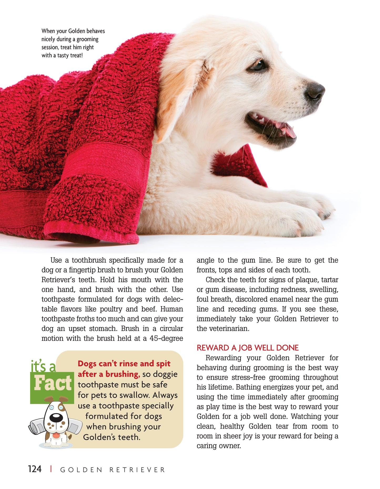 Golden Retriever