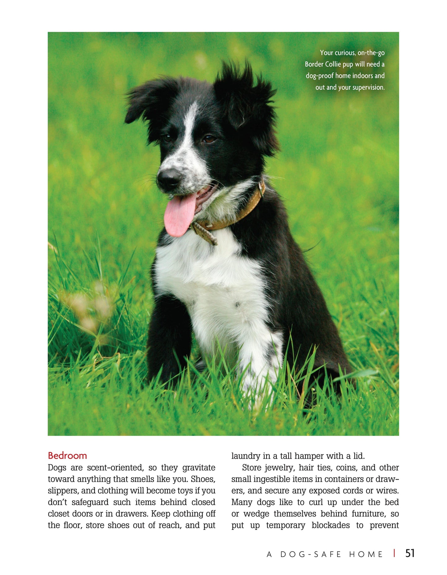 Border Collie