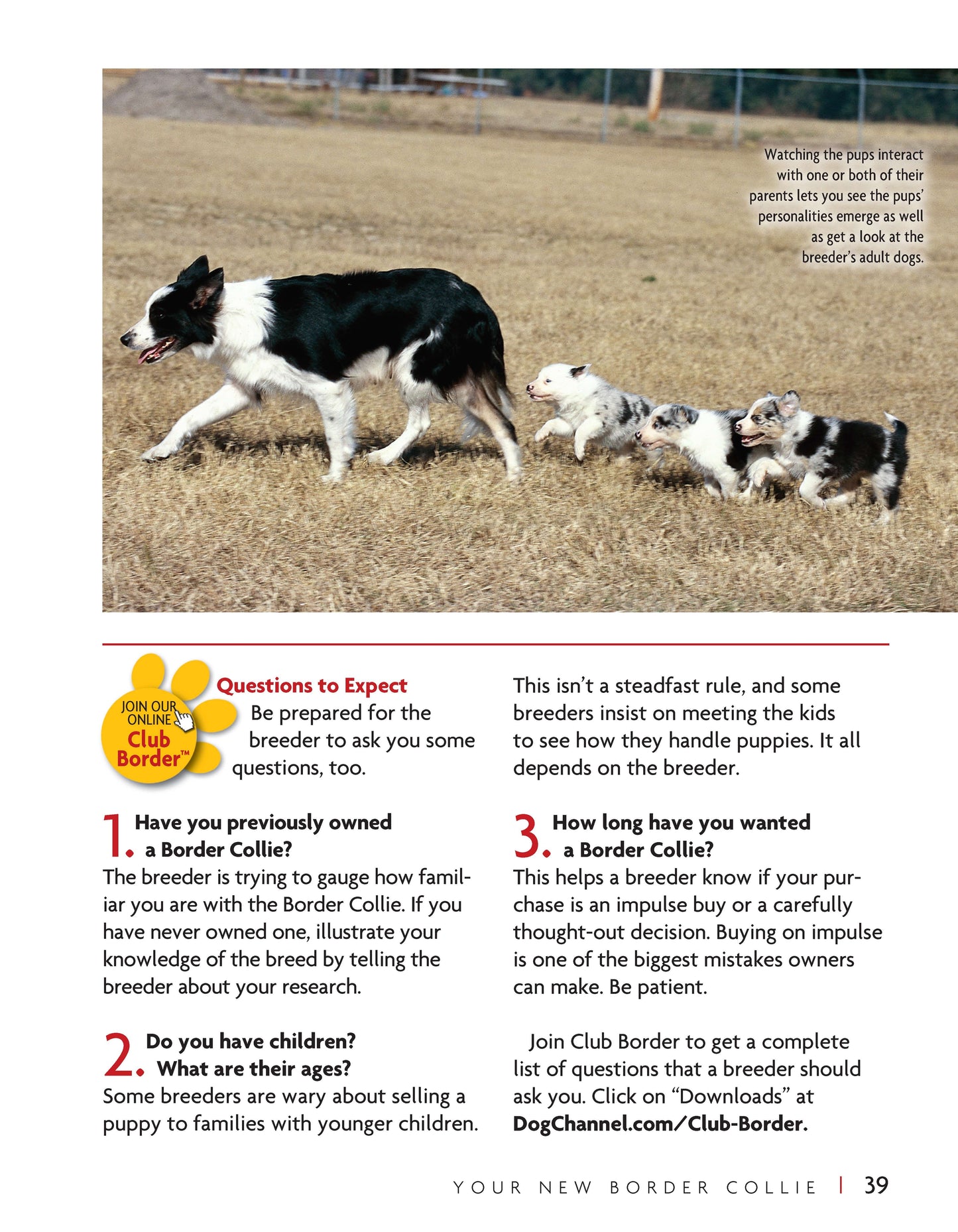 Border Collie