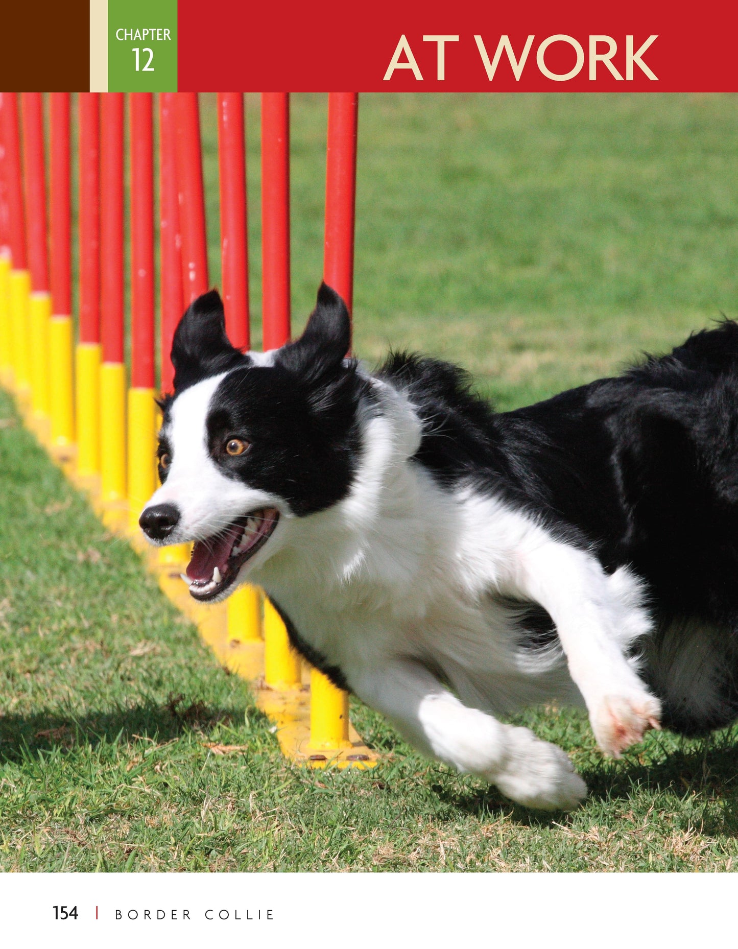 Border Collie