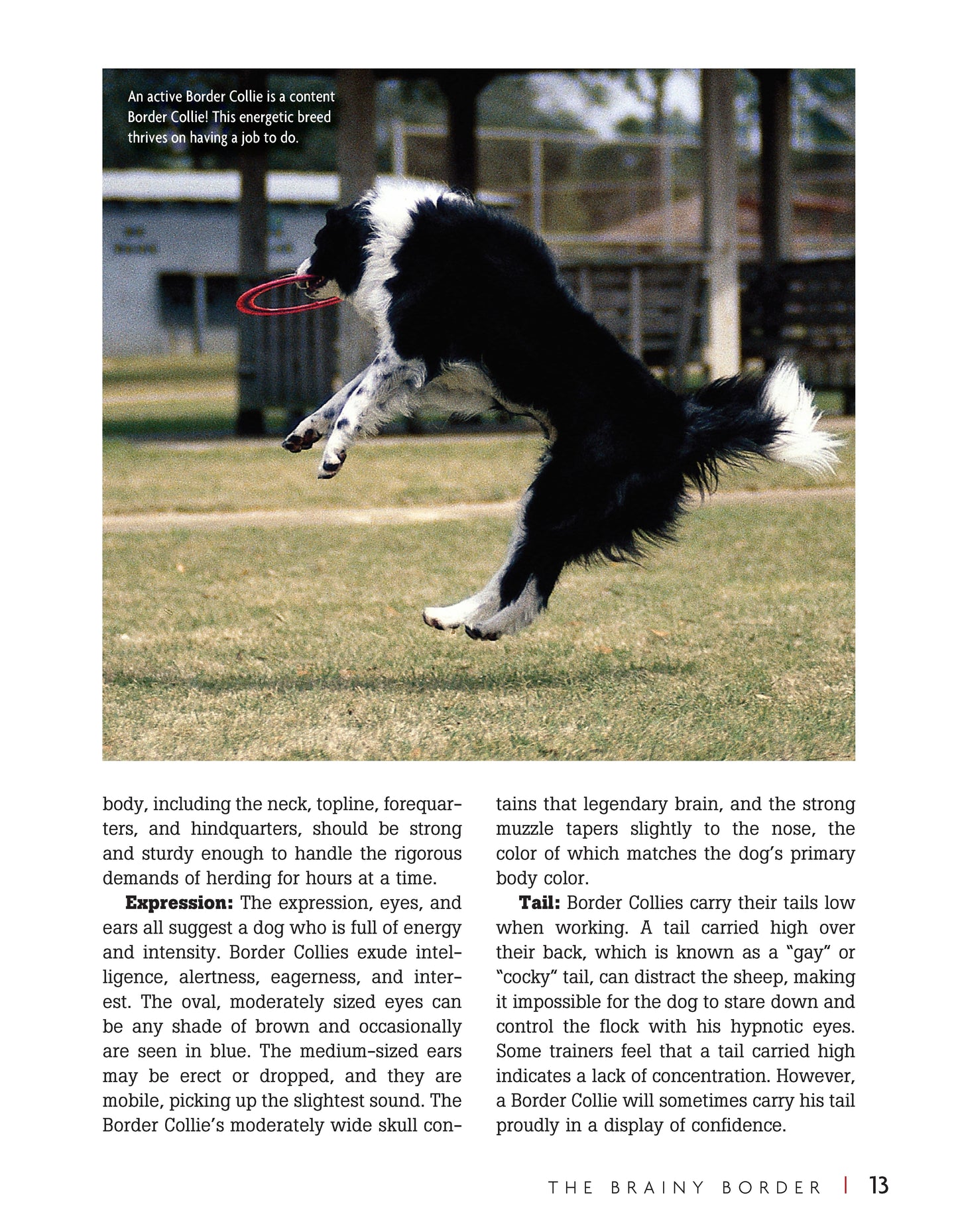 Border Collie